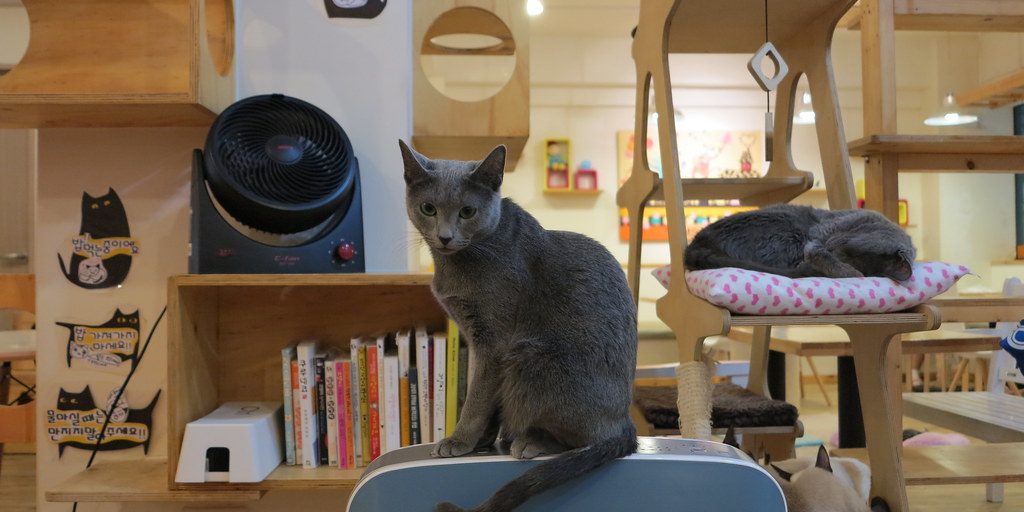 Cat Café