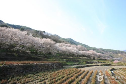 Simni (10-ri) Cherry Blossom Road