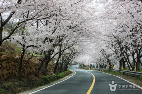 Simni (10-ri) Cherry Blossom Road