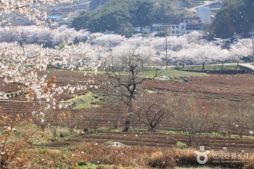 Simni (10-ri) Cherry Blossom Road