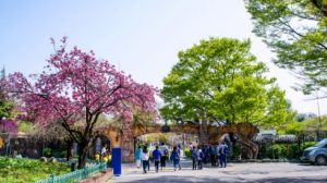 Сеульский детский парк