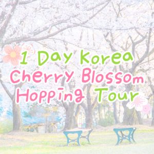 1 DAY Korea Cherry Blossom Hopping Tour