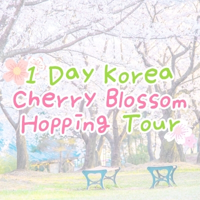 1 DAY Korea Cherry Blossom Hopping Tour