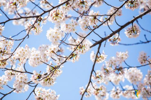 Cherry Blossoms