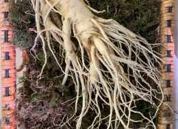 Fresh Ginseng pic_