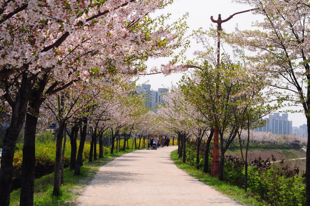 Anyangcheon Cherry Blossom Walkway