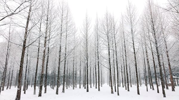 Nami Island