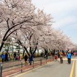 Yeouido Cherry Blossom Festival