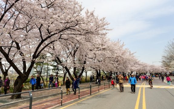 Yeouido Cherry Blossom Festival