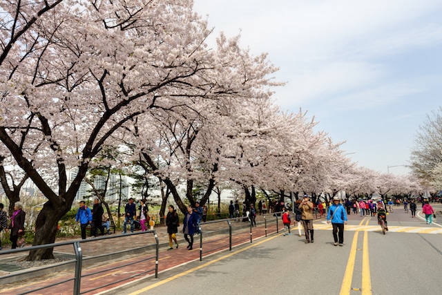 Yeouido Cherry Blossom Festival