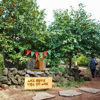 Camellia Hill