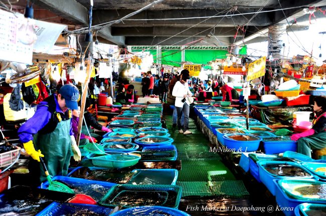 Daepohang Fish Market 2 Daepohang Fish Market 2
