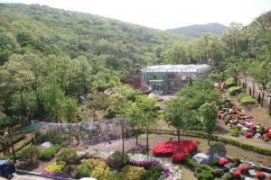 Seokmodo Arboretum for Maple leaves