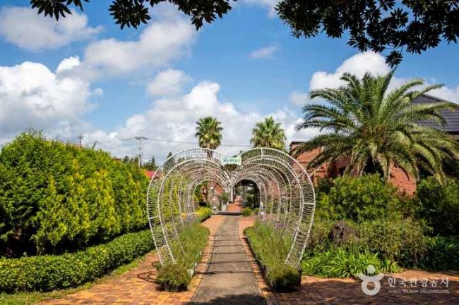 Jeju Herb Dongsan Jeju Herb Dongsan