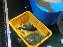 Oido Fish Market Oido Fish Market