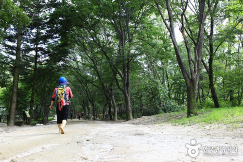 Mungyeong Saejae Trekking Tour