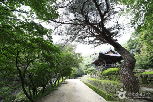 Mungyeong Saejae Trekking Tour