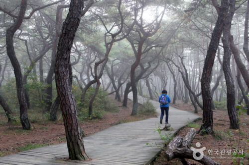 Gyeongju namsan hiking tour