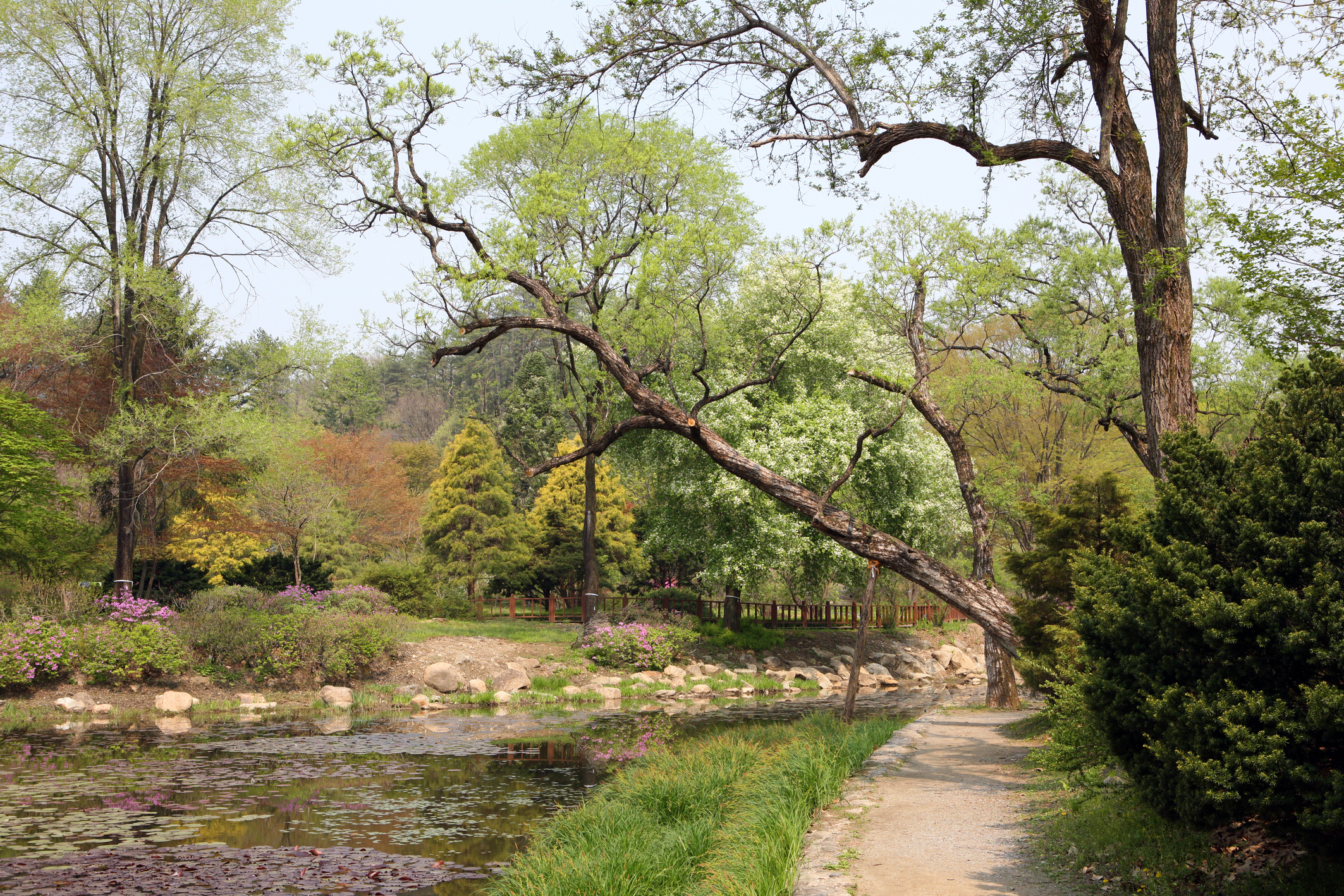 Korea national Arboretum