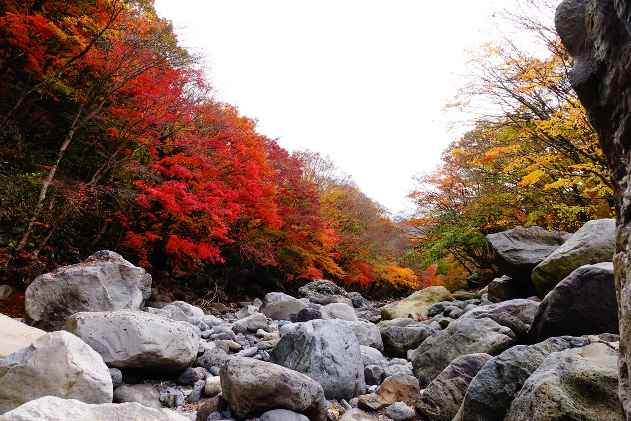 Cheona Forest Path & Valley