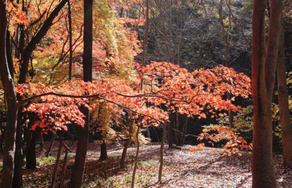 Gyeryeongsan Moutain