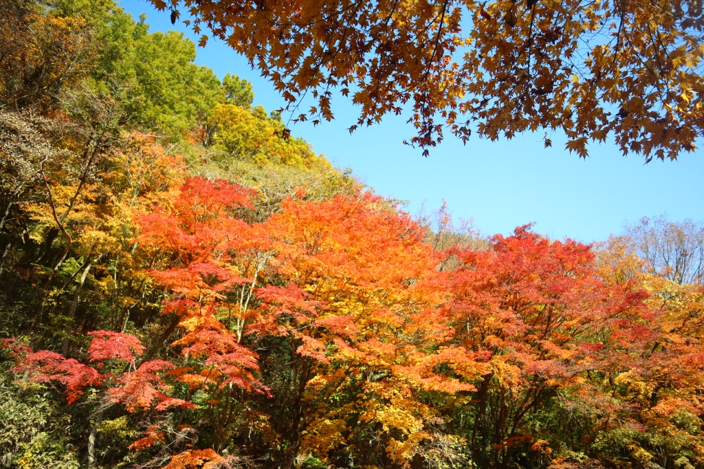 Halla Eco Forest Jeju