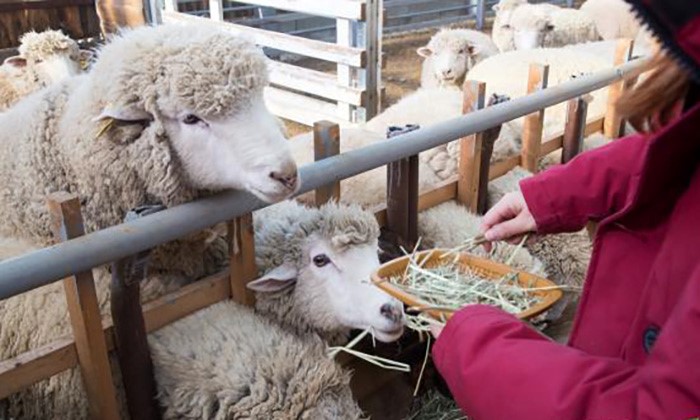 Sheep Feeding