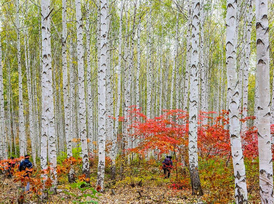 Wondaeri Birch forest