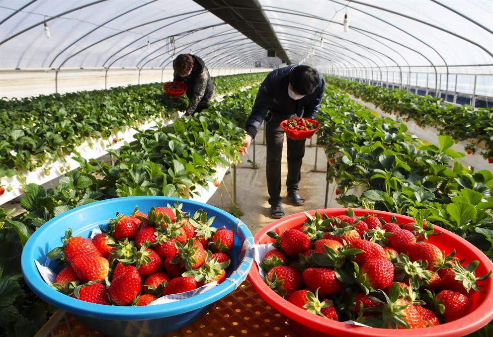 strawberry Picking