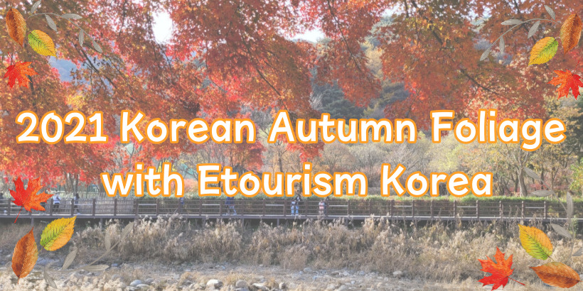 2021 Korean Autumn Foliage with Etourism Korea