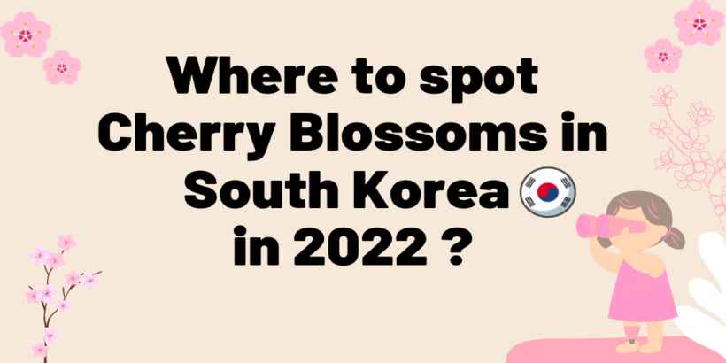 Cherry blossoms in Korea 2022