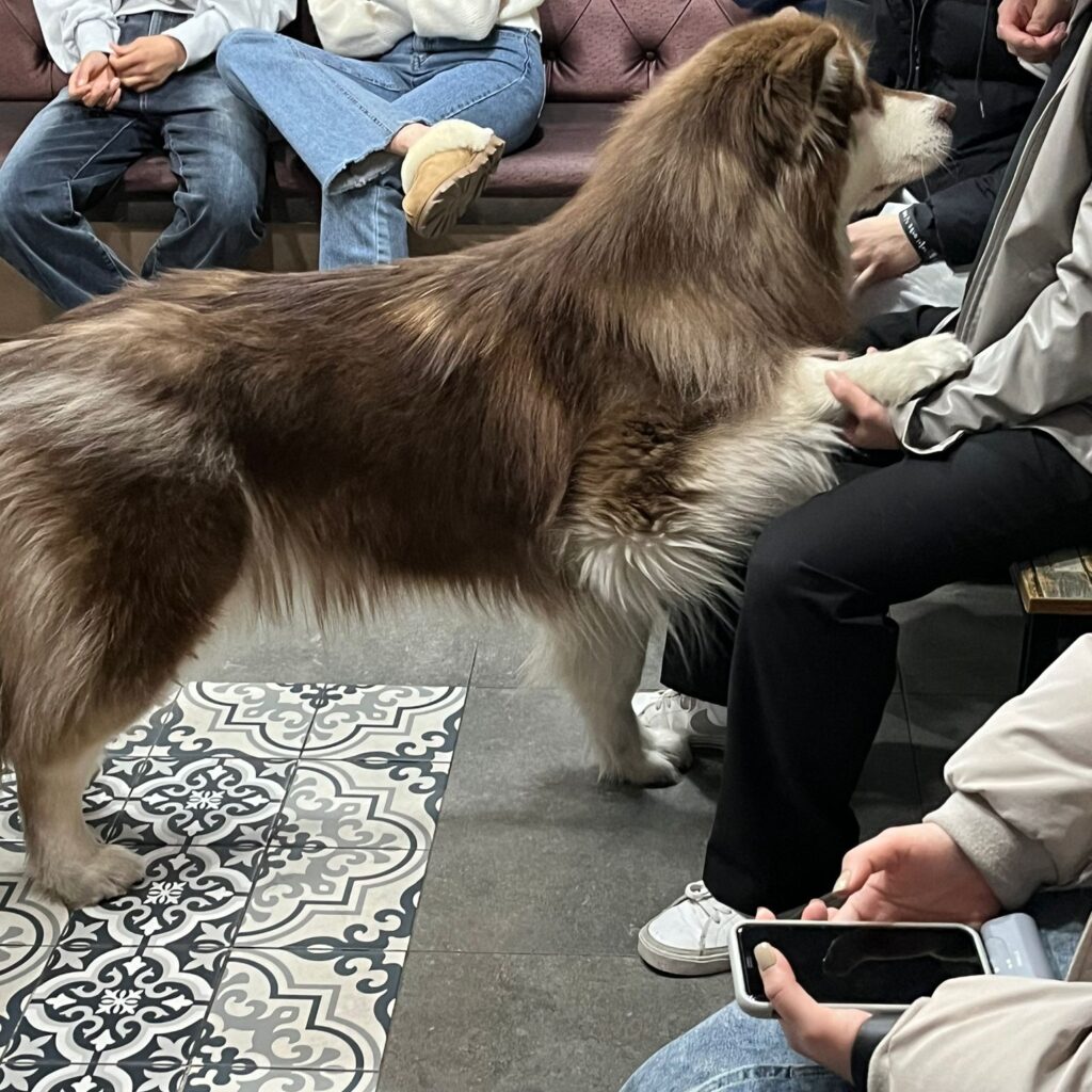 Gyeoul's house cafe (Samoyed cafe) - Etourism Korea DMC