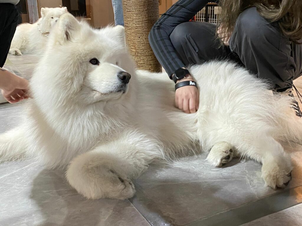 freckle seoul sinoon glowny samoyed フェケテ freckle seoul sinoon glowny samoyed フェケテ