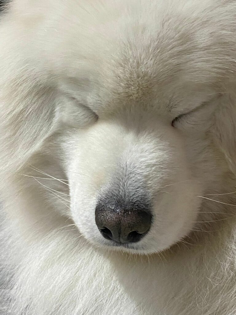 Gyeoul's house cafe (Samoyed cafe) - Etourism Korea DMC