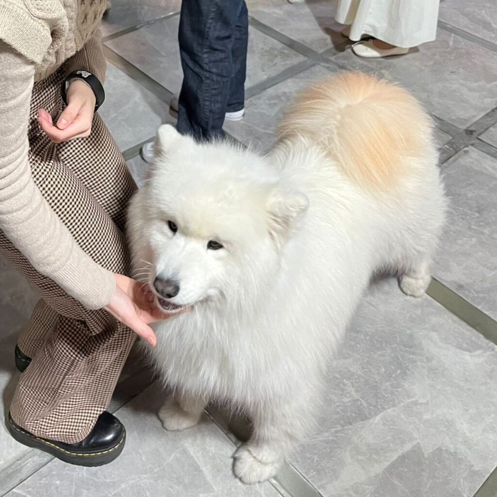 Gyeoul's house cafe (Samoyed cafe) - Etourism Korea DMC