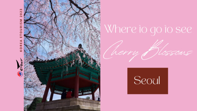 Seoul Cherry blossom