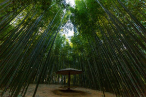 damyang bamboo