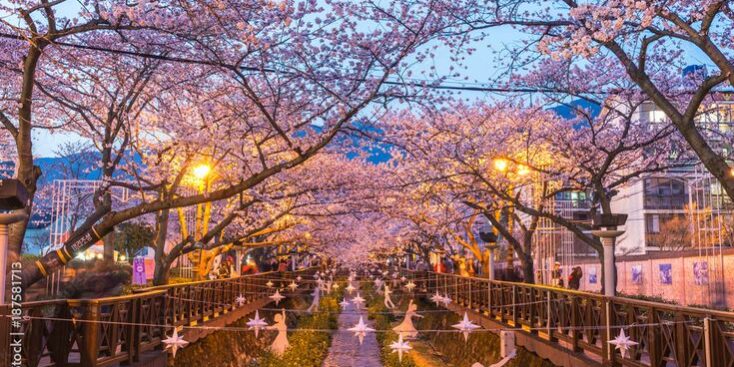 Spring Cherry blossom festival at Yeojwacheon Stream at night, Jinhae, South Korea Stock Photo _ Adobe Stock