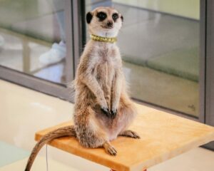 Meerkat café