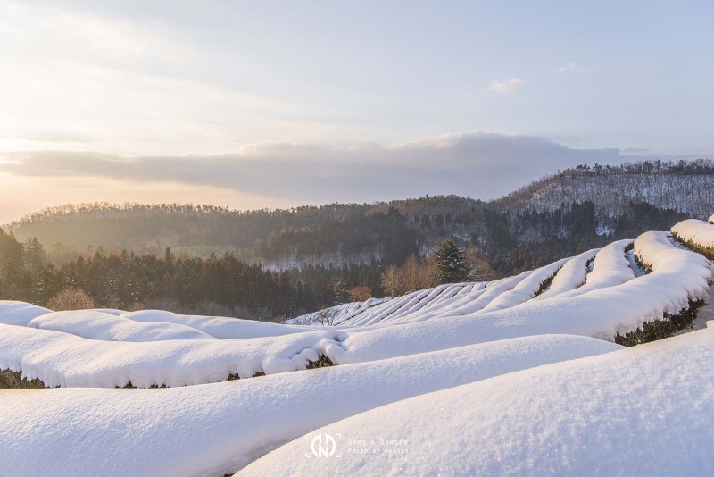Boseong Green Tea Field