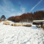 Daegwallyeong Sheep Farm