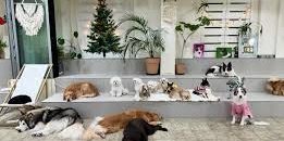 Animal themed cafés