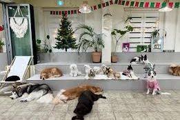 Animal themed cafés