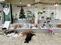 Animal themed cafés